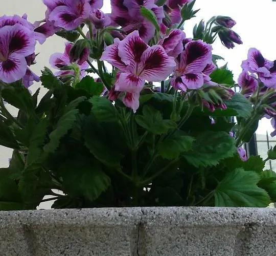 Bellavista Apartamento *