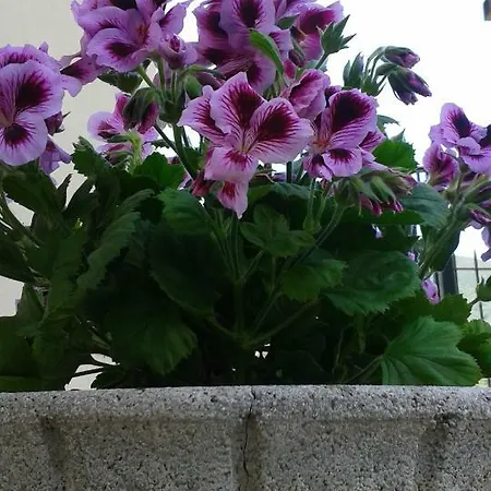 Bellavista דירה *